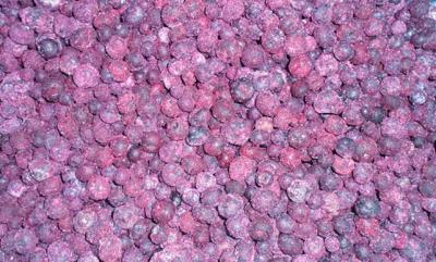 frozen blueberry